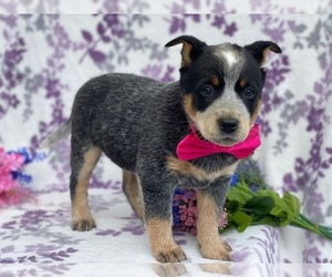 Australian Cattle Dog Puppy for sale in LANCASTER, PA, USA