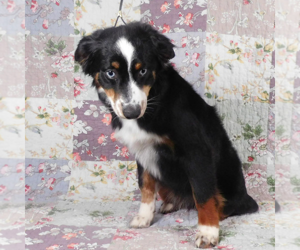 Medium Photo #5 Miniature Australian Shepherd Puppy For Sale in HARRISON, OH, USA