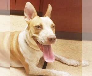Kona - Female American Staffordshire Terrier-Unknown Mix Dog for Adoption - Photo #2