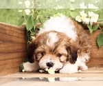 Small #6 Cavapoo