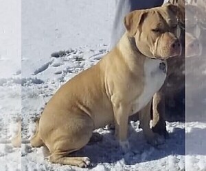 Mother of the American Bully puppies born on 05/18/2021