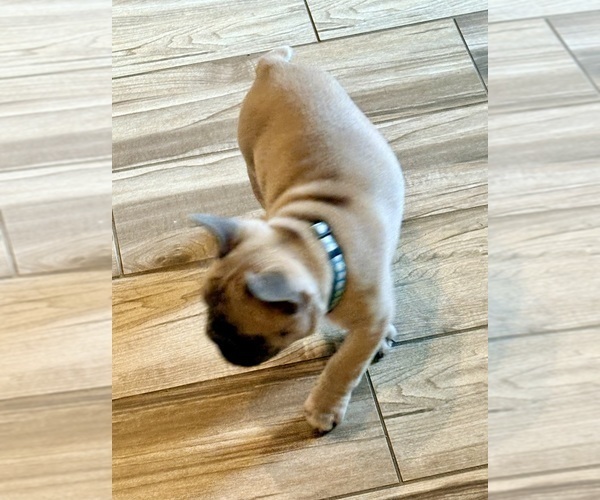 Medium Photo #16 French Bulldog Puppy For Sale in CANYON, TX, USA