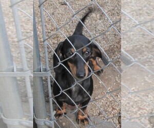 Mother of the Dachshund puppies born on 06/30/2025