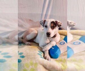 Sheprador Dogs for adoption in San Diego, CA, USA