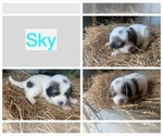 Small Photo #5 Great Pyrenees Puppy For Sale in WESTMORELAND, TN, USA