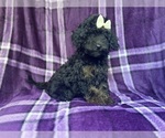 Small #5 Cavapoo