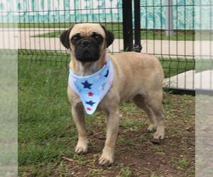 Pug-Unknown Mix Dogs for adoption in San Antonio, TX, USA