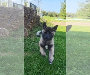Akita Puppy for sale in SANBORN, NY, USA