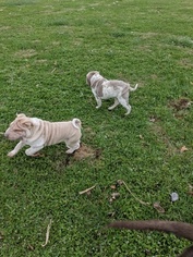 Chinese Shar-Pei Puppy for sale in OBLONG, IL, USA