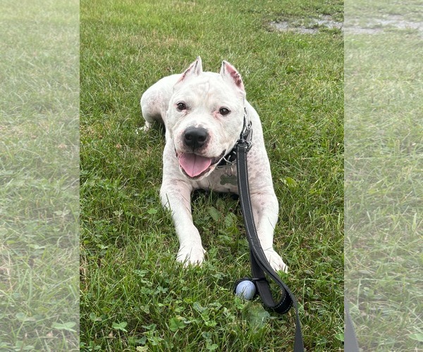 Medium Photo #1 Mutt Puppy For Sale in Catasauqua, PA, USA