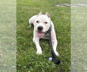 Mutt Dogs for adoption in Catasauqua, PA, USA