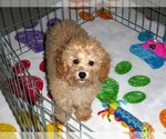 Small Photo #2 Poodle (Toy) Puppy For Sale in ORO VALLEY, AZ, USA
