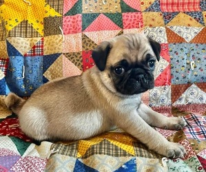 Pug Litter for sale in ARKADELPHIA, AR, USA