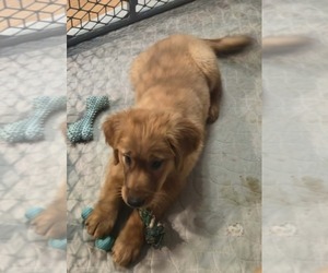 Golden Retriever Puppy for sale in RIGA, MI, USA