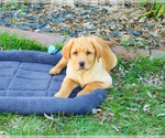 Small #1 Labrador Retriever