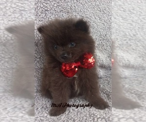 Pomeranian Puppy for sale in BATESBURG-LEESVILLE, SC, USA