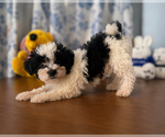 Small #28 Morkie