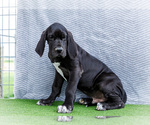 Puppy Jasper Great Dane