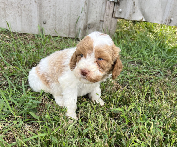 Medium Photo #1 Goldendoodle Puppy For Sale in KALONA, IA, USA