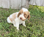 Small Photo #1 Goldendoodle Puppy For Sale in KALONA, IA, USA