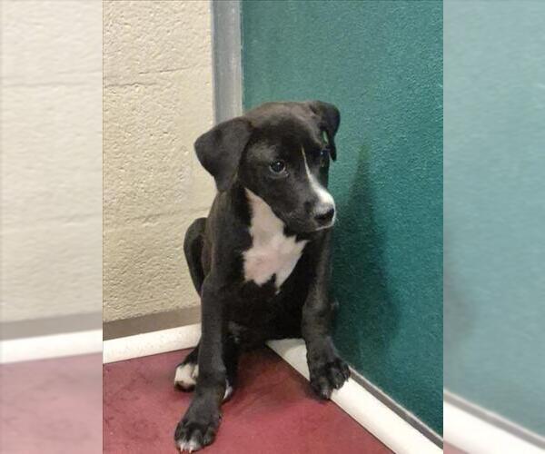 Medium Photo #1 Mutt Puppy For Sale in Texas City, TX, USA
