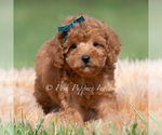 Small Photo #28 Maltipoo (Miniature) Puppy For Sale in WARSAW, IN, USA
