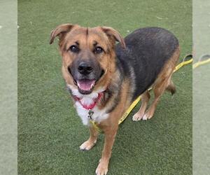 German Shepherd Dog-Unknown Mix Dogs for adoption in Las Vegas, NV, USA