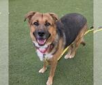 LITTLE BIT - Female German Shepherd Dog-Unknown Mix Dog for Adoption - Small photo