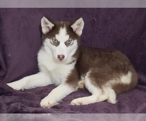Siberian Husky Puppy for sale in SANDY HOOK, KY, USA