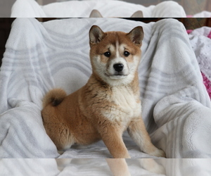 Shiba Inu Puppy for sale in SHILOH, OH, USA