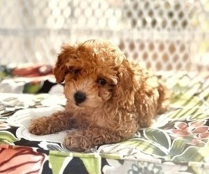 Poodle (Toy) Puppy for sale in LINCOLN, NE, USA