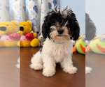BichPoo puppies - Male Bichpoo Puppy for Sale - Photo #15