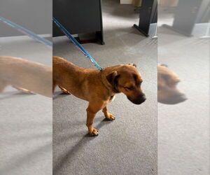 Barry - Male Black Mouth Cur-Boxer Mix Dog for Adoption - Photo #5