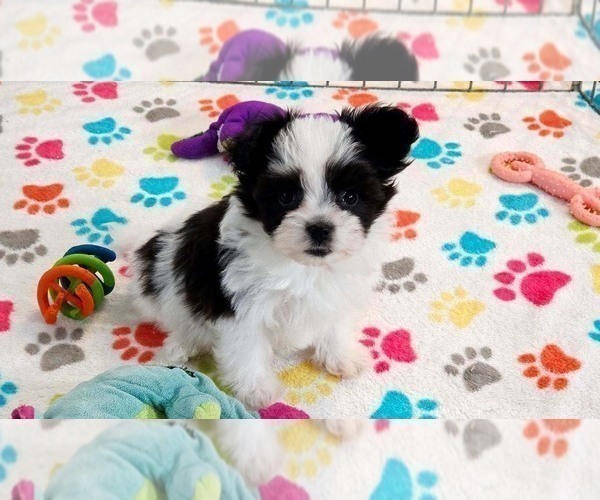Medium Photo #8 Papitese Puppy For Sale in ORO VALLEY, AZ, USA
