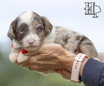 Small Photo #1 Aussiedoodle Puppy For Sale in ELLENBORO, NC, USA