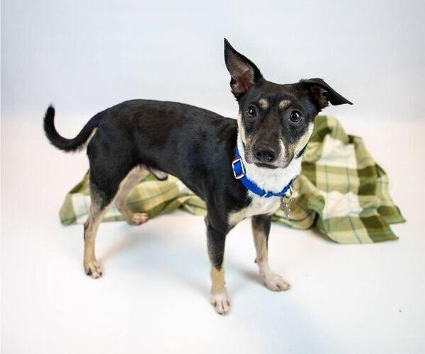 Medium Photo #5 Jack-Rat Terrier Puppy For Sale in Kennesaw, GA, USA