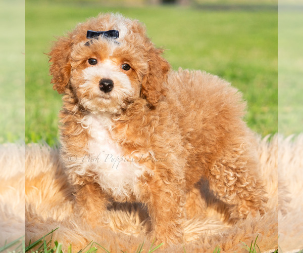 Medium Photo #2 Poodle (Miniature) Puppy For Sale in WARSAW, IN, USA