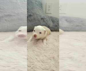 Miniature Australian Shepherd Puppy for sale in ARCHER, FL, USA