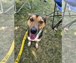 Small #2 Australian Shepherd-German Shepherd Dog Mix