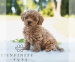 Small #4 Bichpoo