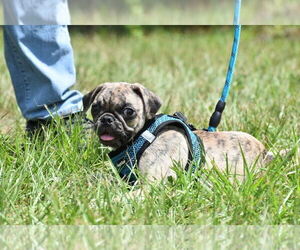 Pug Puppy for sale in PALM COAST, FL, USA