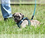 Small Pug
