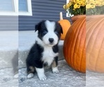 Small #3 Australian Shepherd