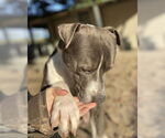 Small #17 American Bulldog