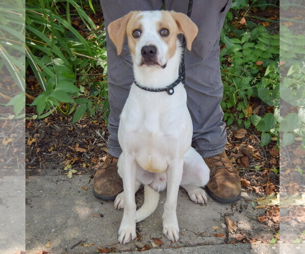 Medium Photo #6 Coonhound-English Foxhound Mix Puppy For Sale in Huntley, IL, USA