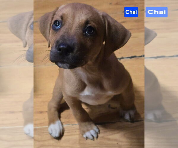 Medium Photo #3 Labsky Puppy For Sale in Alexander, AR, USA