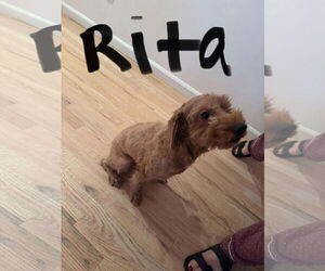 Goldendoodle (Miniature) Dogs for adoption in Westwood, NJ, USA