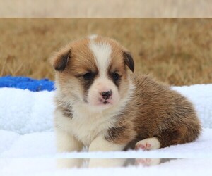 Pembroke Welsh Corgi Puppy for Sale in FORT MADISON, Iowa USA