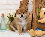 Small Photo #8 Shiba Inu Puppy For Sale in LOS ANGELES, CA, USA