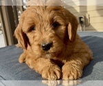 Small Photo #24 Goldendoodle (Miniature) Puppy For Sale in RANDOLPH, WI, USA